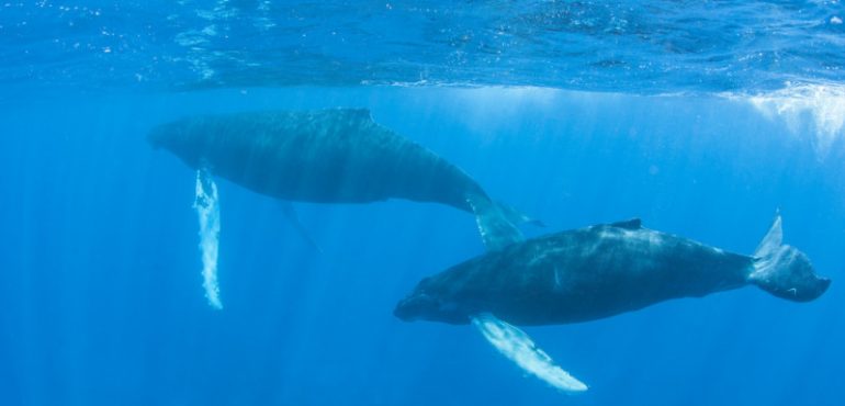 40 million-year-old family tree of baleen whales