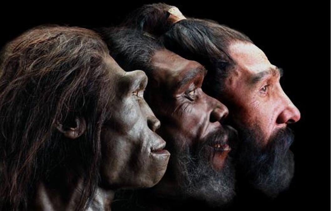 human hair evolution