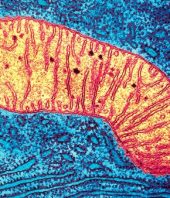 Technique aims to cut disease-causing mutations out of eggs and embryos