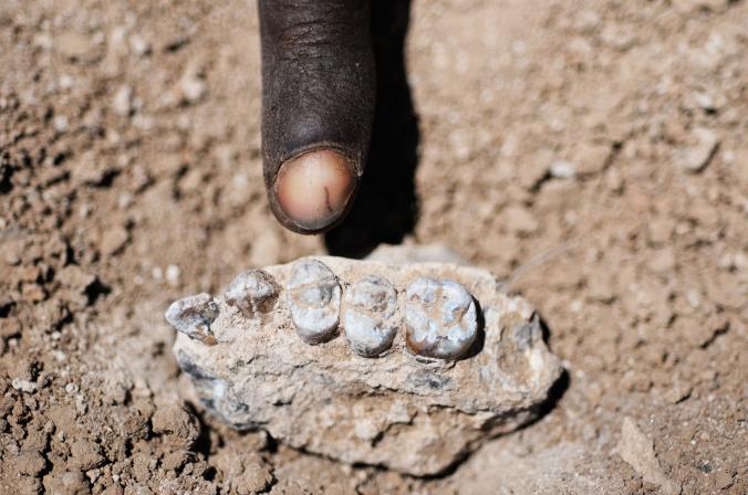 New Species of Human Ancestor Found in Ethiopia
