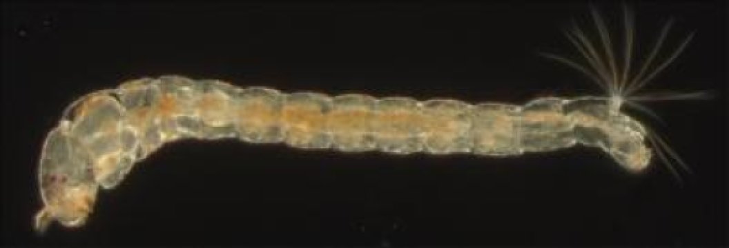 Genetic changes to basic developmental processes evolve more frequently than thought