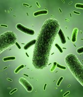 Scientists resolve debate over how many bacteria fight off invaders