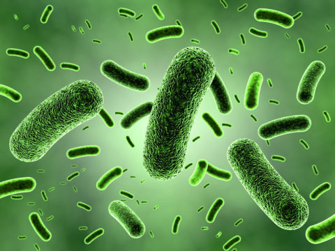 Scientists resolve debate over how many bacteria fight off invaders