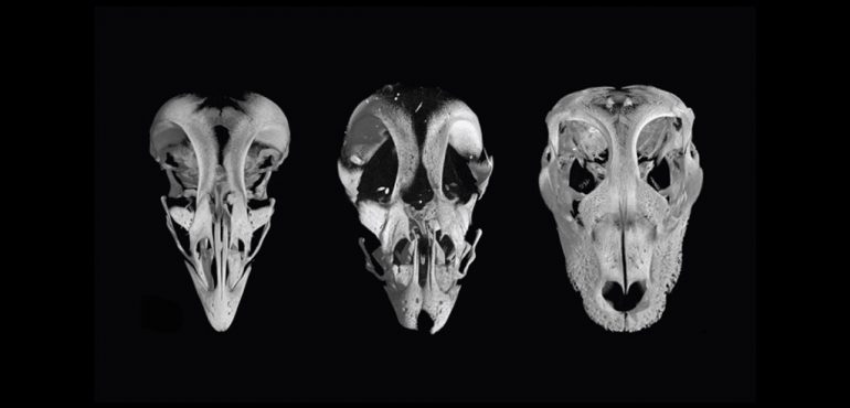 Scientists Created a Dino-Skulled Chicken to Explore Evolution