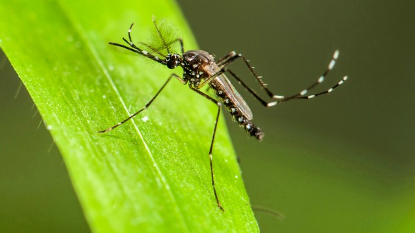 Gene turns female mosquitoes into males