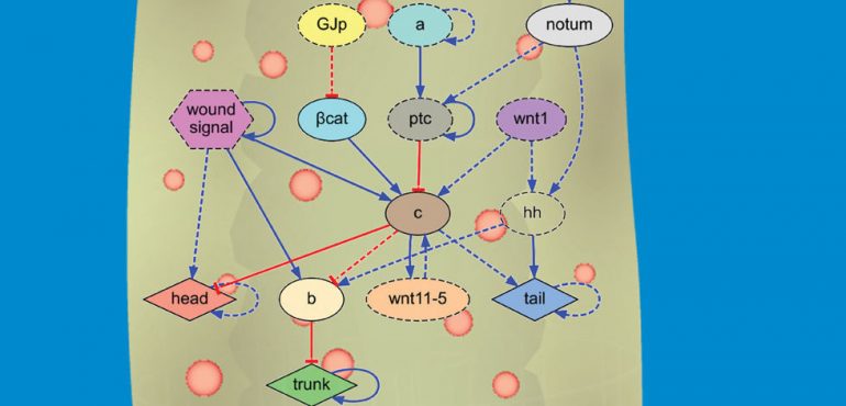A Computer Just Solved This 100 Year Old Biology Problem