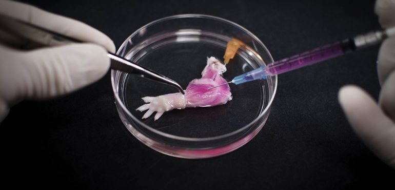 World’s first biolimb: Rat forelimb grown in the lab