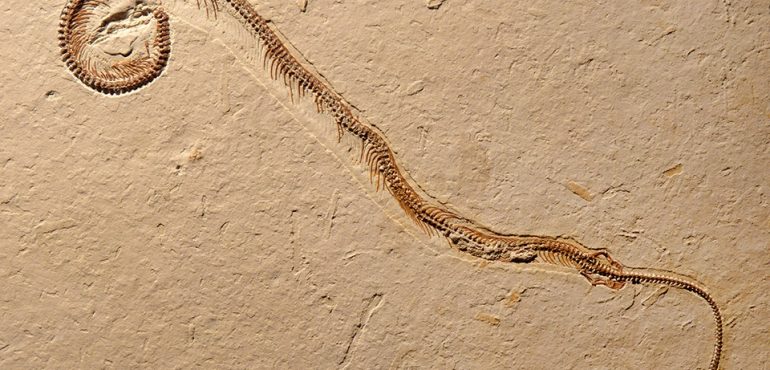 4-Legged Fossil Snake Is A World First - Pangaea Biosciences