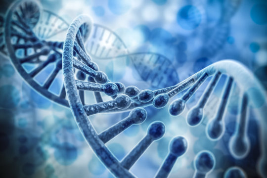 Extra DNA acts as a ‘spare tire’ for our genomes