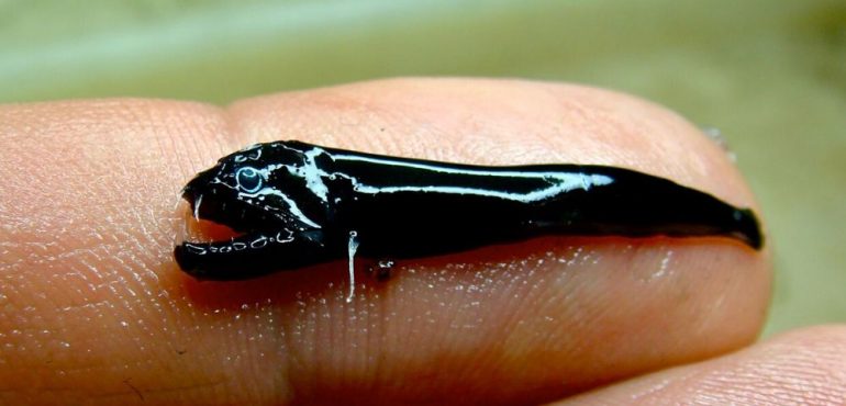 Bizarre fish species, ancient volcanoes discovered off Australia