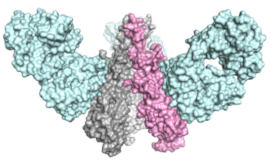 Major advance toward more effective, long-lasting flu vaccine