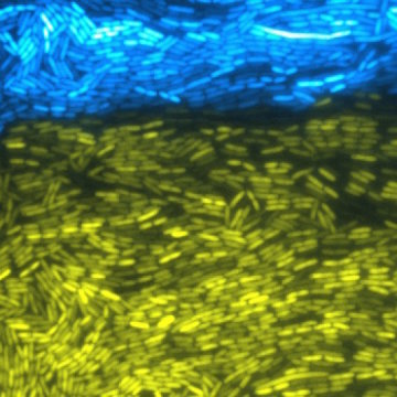 Modified bacteria become a multicellular circuit