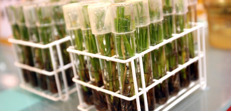 Why People Oppose GMOs Even Though Science Says They Are Safe