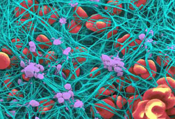 Research team creates model to predict cellular evolution