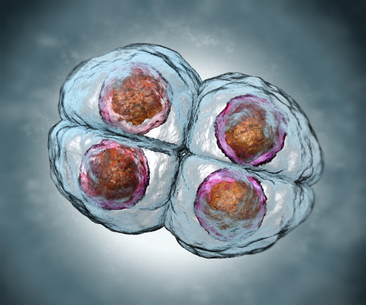Study reveals the genetic start-up of a human embryo