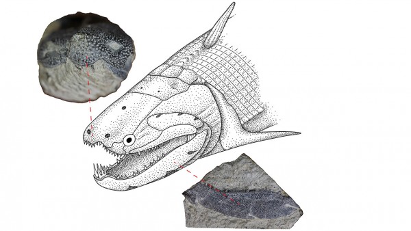 How the enamel that coats your teeth evolved