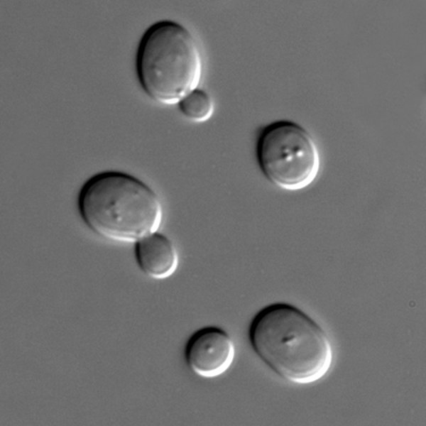 Mapping the genes that increase lifespan