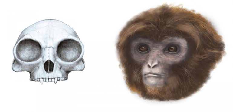 New primate species at root of tree of extant hominoids