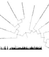 Phylogenetic Considerations in the Evolutionary Development of Aminoglycoside Resistance Genes in Pathogenic Bacteria