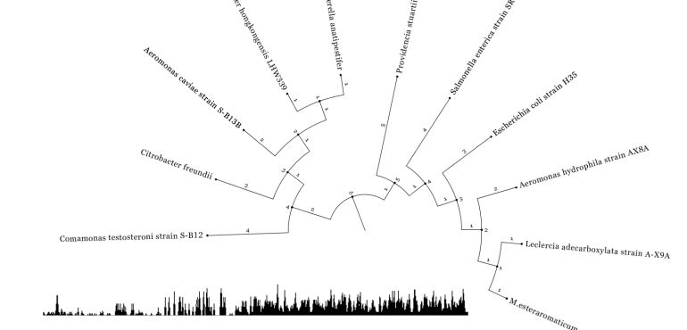 Phylogenetic Considerations in the Evolutionary Development of Aminoglycoside Resistance Genes in Pathogenic Bacteria