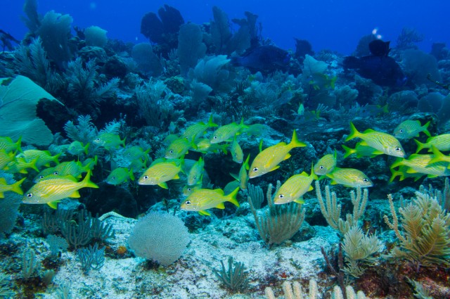 The U.S. And Cuba Sign An Agreement On Marine Research And Protection