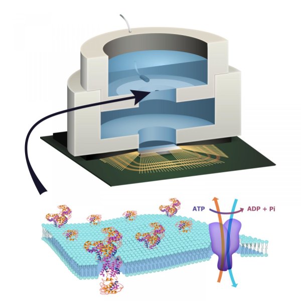 Biologically powered chip created
