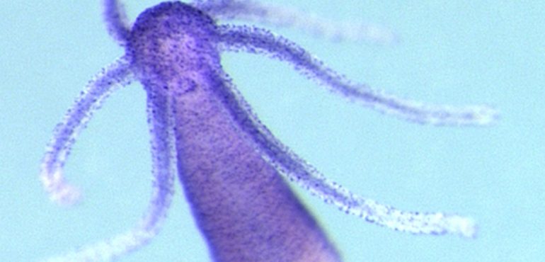 Hail the Hydra, an Animal That May Be Immortal
