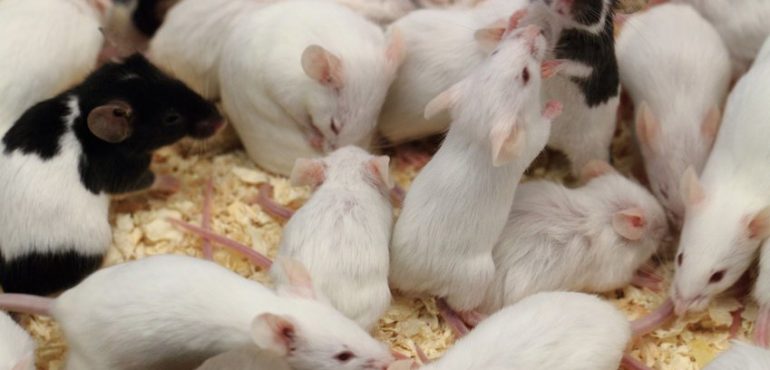 A single species of gut bacteria can reverse autism-related social behavior in mice