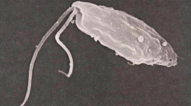Climate Change Does Have Some Winners, Like Brain-Eating Parasites