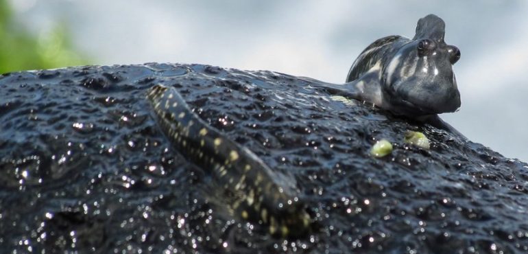 Fish may have evolved to live on land more than 30 times