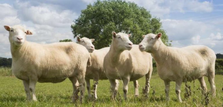 Nottingham Dollies prove cloned sheep can live long and healthy lives