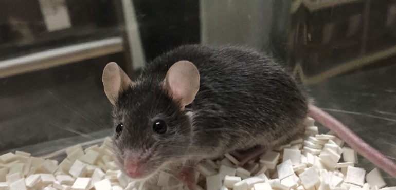Mouse eggs grown in lab dish
