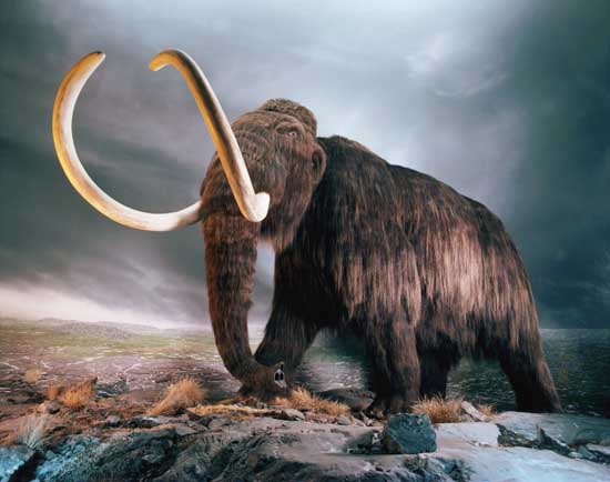 A mammoth undertaking: Can de-extinction be ecologically responsible?