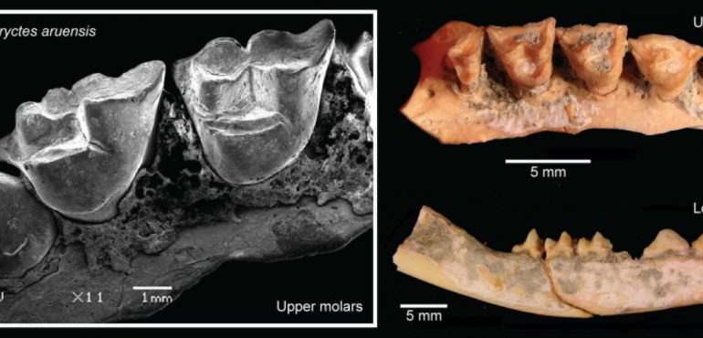 Endangered Australasian marsupials are ancient survivors of climate change