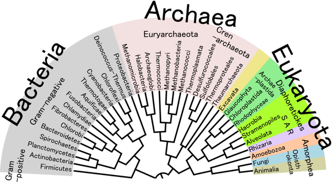 All 2.3 Million Species Are Mapped into a Single Circle of Life