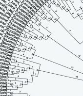 Interpreting Large-Scale Phylogenetic Models of Mammal Class Diversification Based on Mitochondrial Biomarkers