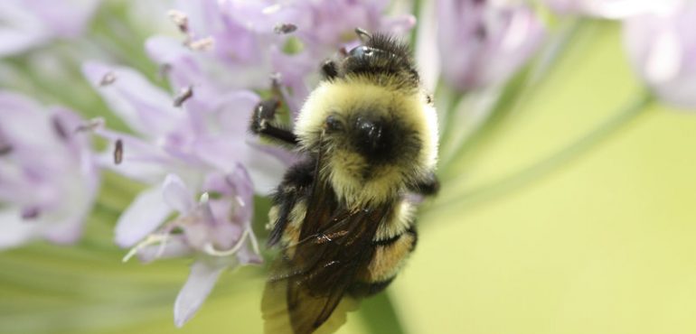 U.S. Puts Bumblebee On The Endangered Species List For 1st Time