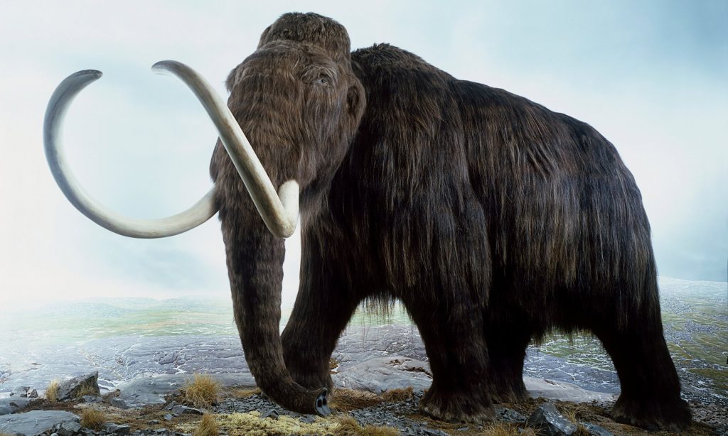 Woolly mammoth on verge of resurrection, scientists reveal Pangaea