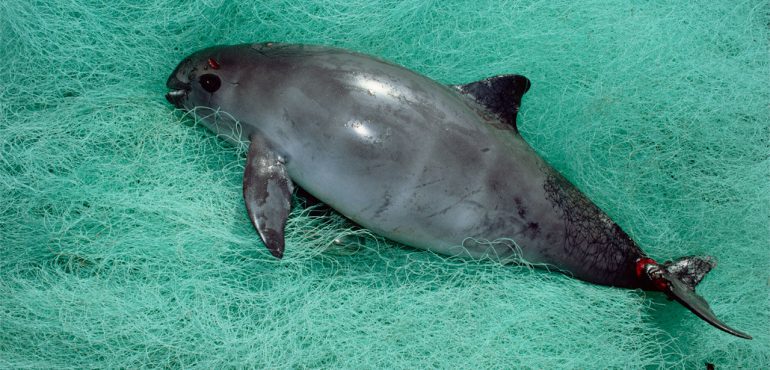 World’s most endangered marine mammal down to 30 individuals
