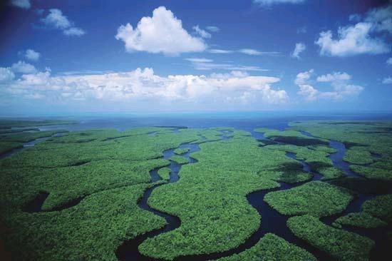Coastal Everglades, deprived of fresh water, near unhealthy ‘tipping point’