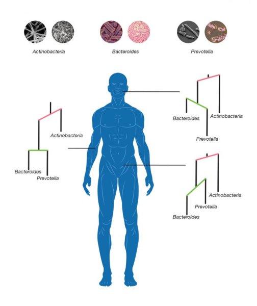 Microbes evolved to colonize different parts of the human body