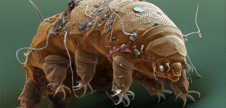 Key to Tardigrades’ ‘Superpowers’ Identified in Their DNA