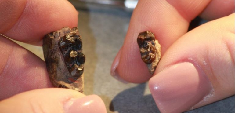 Mammals Shrank During Ancient Global Warming Event