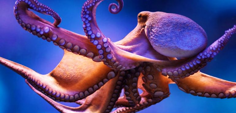 curiouser-and-curiouser-octopus-s-evolution-is-even-stranger-than