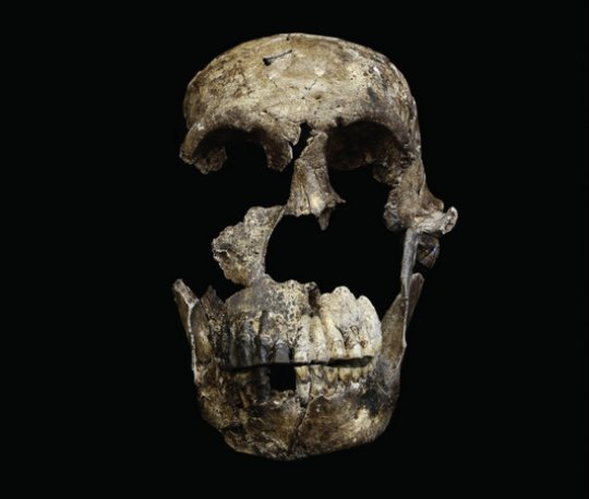 South African cave yields yet more fossils of a newfound relative