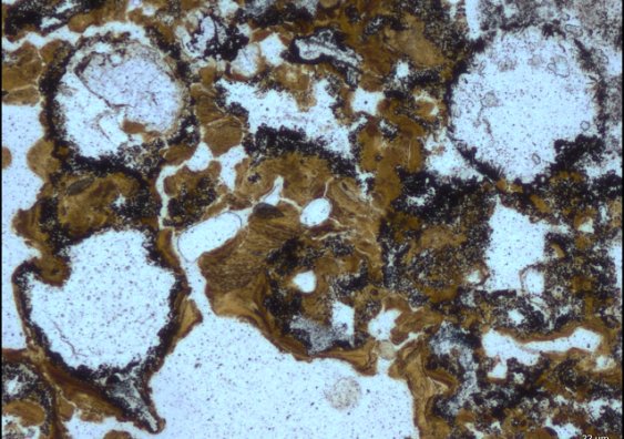 Oldest evidence of life on land found in 3.48 billion-year-old Australian rocks