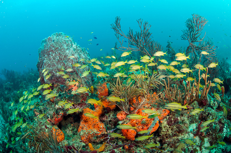 Climate change refuge for corals discovered (and how we can protect it right now)