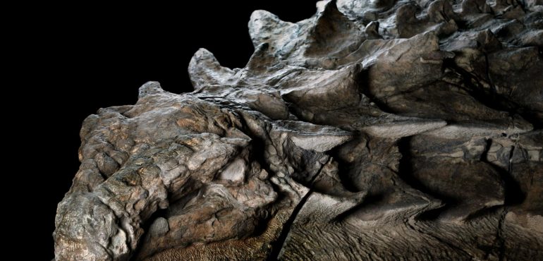 World’s best-preserved armoured dinosaur revealed in all its bumpy glory