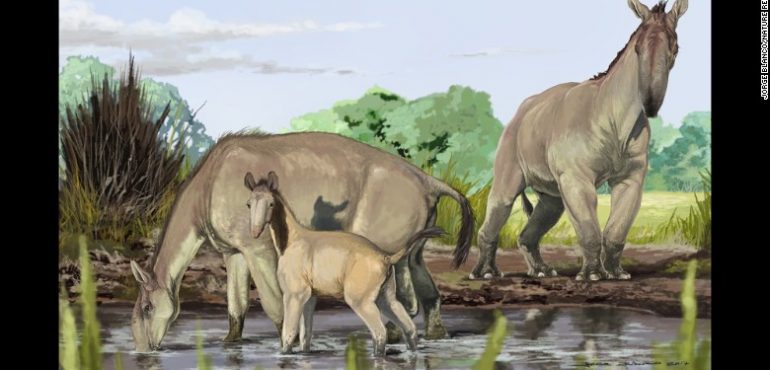 DNA solves ancient animal riddle that Darwin couldn’t