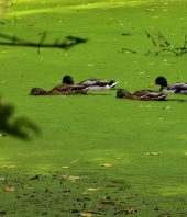 Toxic Algae May Be Linked to Fatal Liver Disease in Some Areas, Study Says